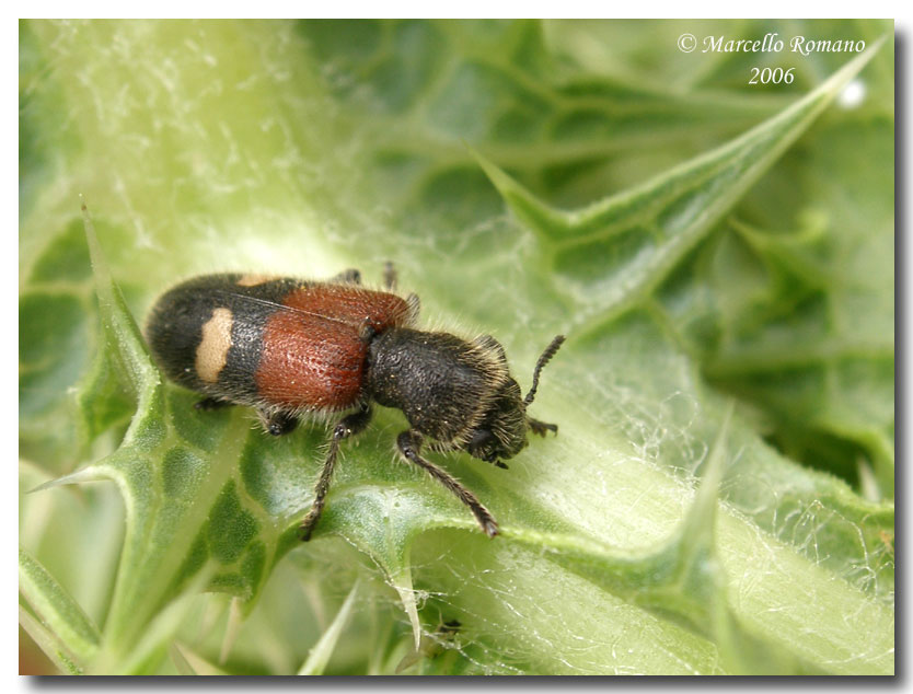 Cleridae: Tilloidea transversalis